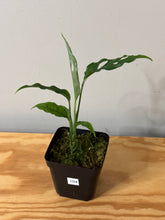 Load image into Gallery viewer, 104. Monstera Obliqua