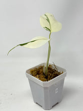 Load image into Gallery viewer, Monstera Deliciosa Albo Variegated J