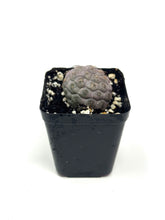 Load image into Gallery viewer, Tephrocactus Geometricus