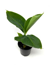 Load image into Gallery viewer, Musa Dwarf Cavendish ‘Banana Tree’