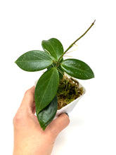 Load image into Gallery viewer, Hoya Sanguine (Mindorensis x Erythrostemma)