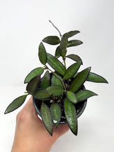 Load image into Gallery viewer, Hoya Rosita