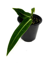 Load image into Gallery viewer, Anthurium Warocqueanum