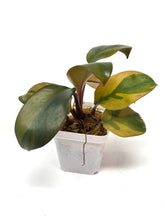 Load image into Gallery viewer, Philodendron Black Cardinal Variegated