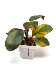Philodendron Black Cardinal Variegated