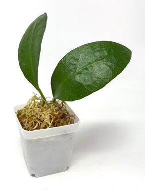 Hoya Benchaii