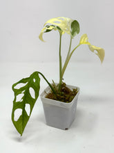 Load image into Gallery viewer, Monstera Adansonii Variegated E