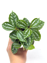 Load image into Gallery viewer, Pilea Cadierei