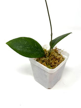 Load image into Gallery viewer, Hoya Erythrostemma Splash