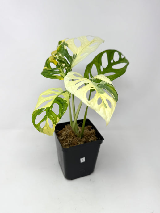 Monstera Adansonii Albo Variegated A