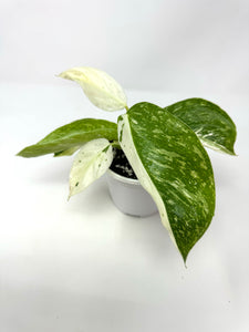 Philodendron Jose Buono (high variegation) 4”