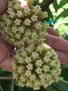 Hoya Estrellaensis
