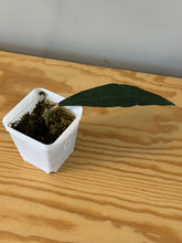 Load image into Gallery viewer, 164. Hoya Clemensiorum