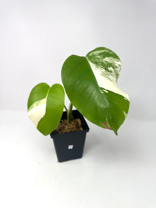 Monstera Deliciosa Albo Variegated E