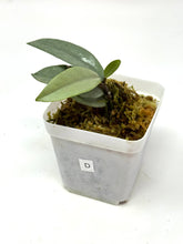 Load image into Gallery viewer, Hoya Wilbur Graves Silver D