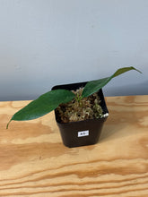 Load image into Gallery viewer, 45. Hoya Cystiantha Splash
