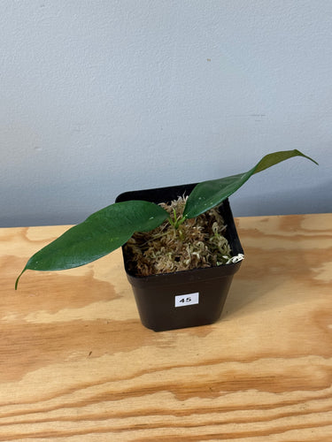 45. Hoya Cystiantha Splash