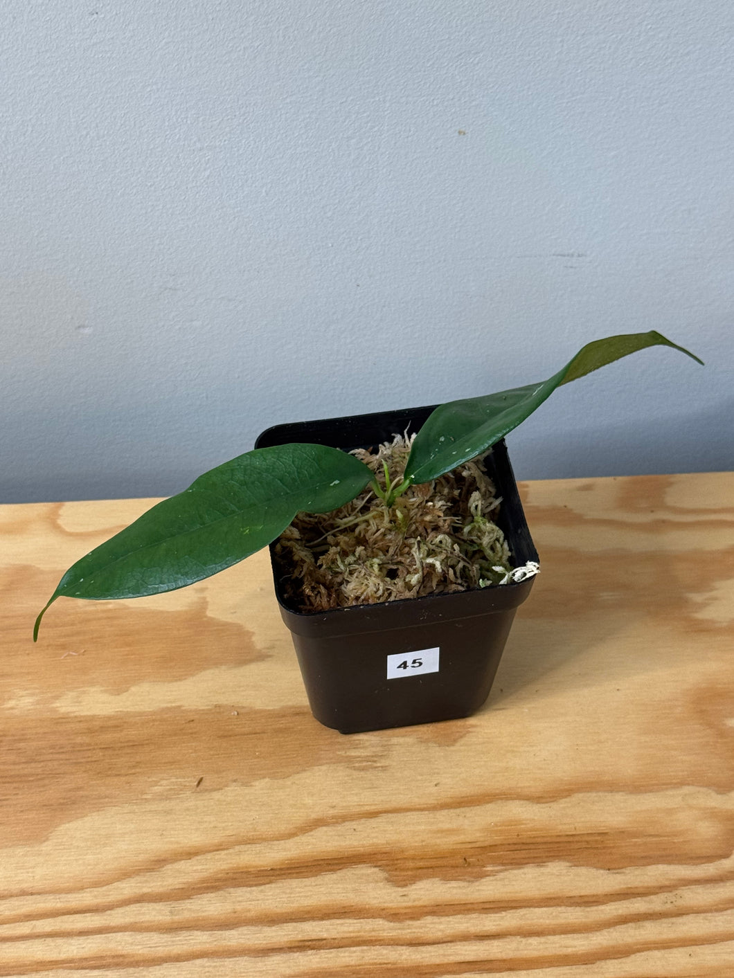 45. Hoya Cystiantha Splash