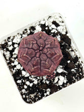 Load image into Gallery viewer, Gymnocalycium Mihanovichii ‘Day Dream’ (Ships within Canada only)