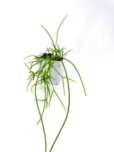Load image into Gallery viewer, Rhipsalis Burchellii- Ships within Canada only