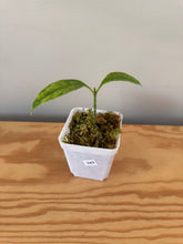 Load image into Gallery viewer, 345. Hoya Multiflora White Margins Variegated