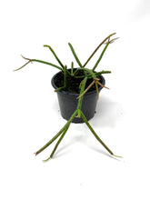Load image into Gallery viewer, Rhipsalis Baccifera (Ships within Canada only)