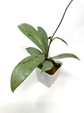 Load image into Gallery viewer, Hoya Pubicalyx Pink Silver Ghost A