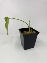 Load image into Gallery viewer, Monstera Deliciosa Aurea Variegated H