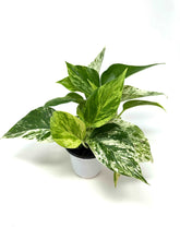 Load image into Gallery viewer, Epipremnum Aureum “Marble Queen”