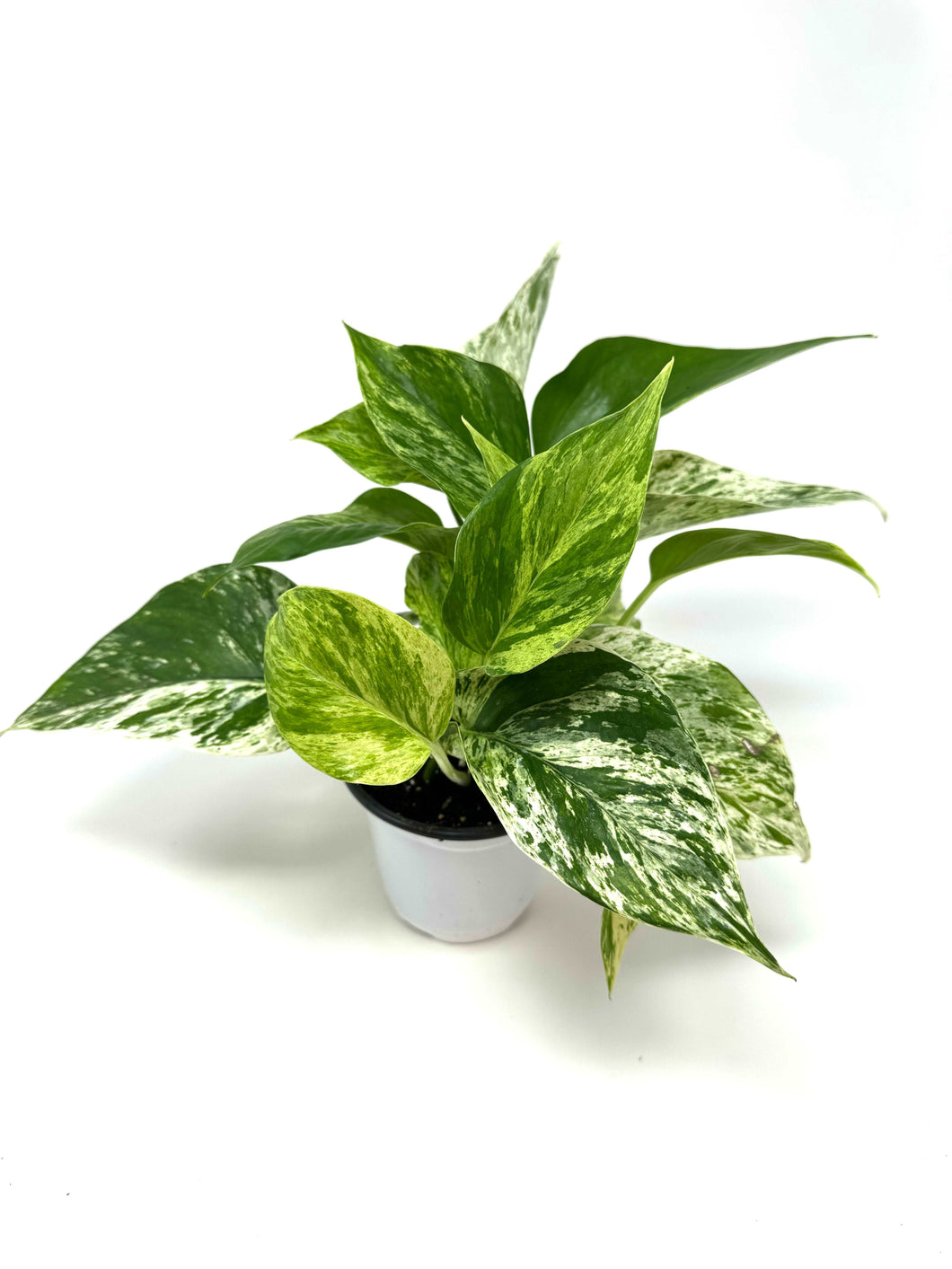 Epipremnum Aureum “Marble Queen”