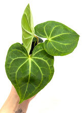 Load image into Gallery viewer, Anthurium Clarinervium 4”