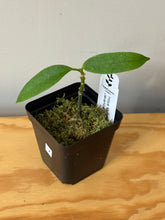 Load image into Gallery viewer, 7. Hoya Multiflora Javanica Thai Splash