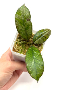 Hoya Gunung Gading Ghost D