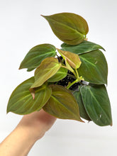 Load image into Gallery viewer, Philodendron Hederaceum ‘Micans’