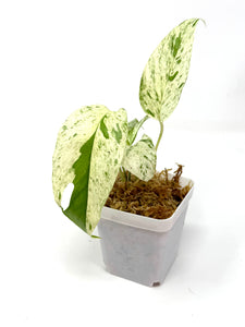 Epipremnum Pinnatum 'Marble' Variegated