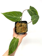 Load image into Gallery viewer, Philodendron Gloriosum