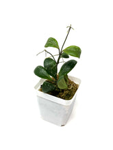 Load image into Gallery viewer, Hoya Brevialata Splash