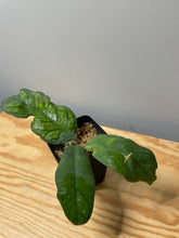 Load image into Gallery viewer, 184. Hoya Vitellinioides