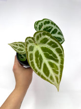 Load image into Gallery viewer, Anthurium Silver Blush