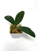 Load image into Gallery viewer, Hoya Rintzii (Borneo)