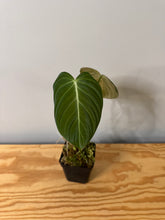 Load image into Gallery viewer, 91. Philodendron Glorious