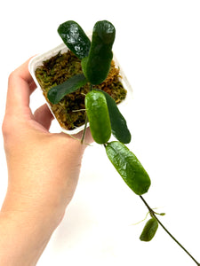 Hoya Rotundiflora