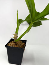 Load image into Gallery viewer, Philodendron Applanatum