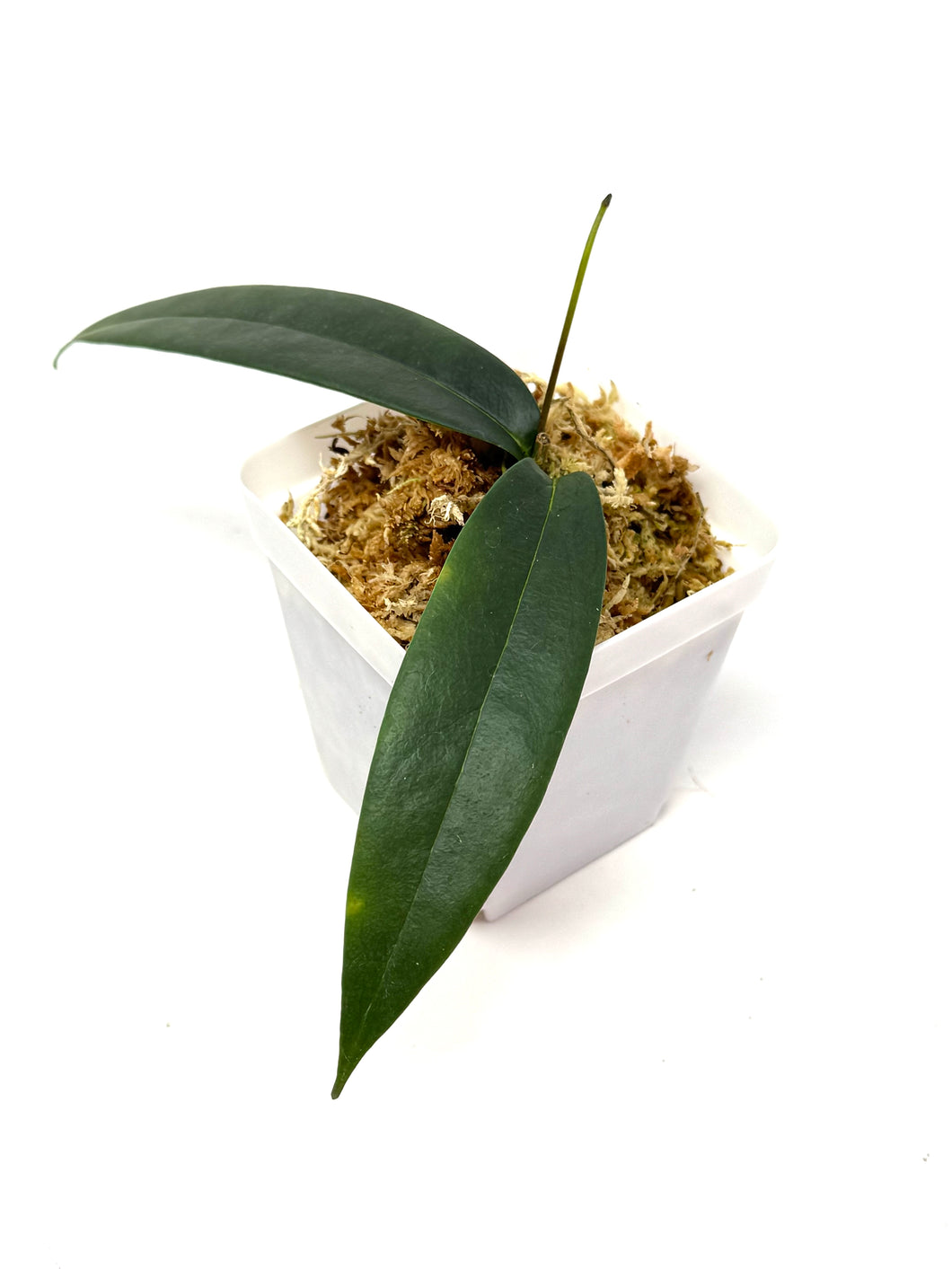 Hoya Brassii