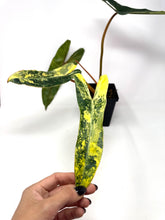 Load image into Gallery viewer, Philodendron Billietiae Variegated A