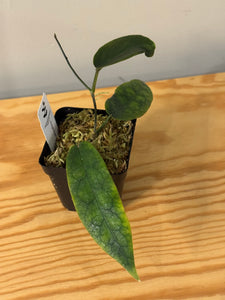 302. Hoya Kaimuki