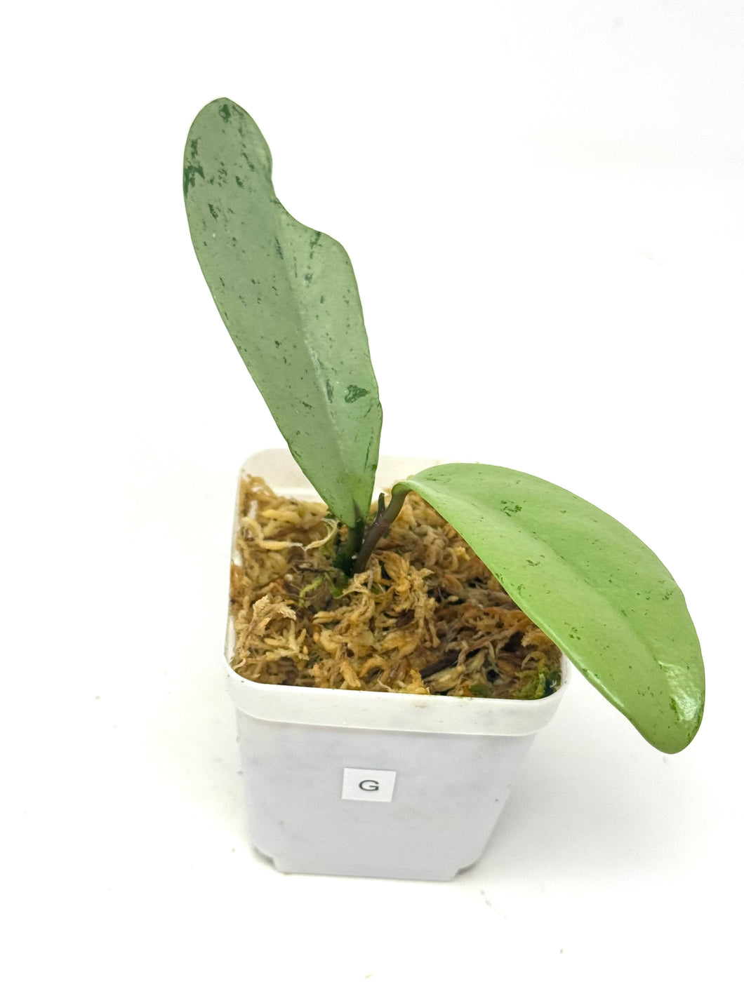 Hoya Pubicalyx Pink Silver Ghost G