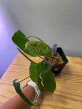 Load image into Gallery viewer, 26. Philodendron Sharoniae