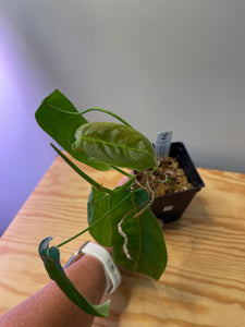 26. Philodendron Sharoniae