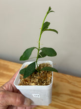 Load image into Gallery viewer, 113. Hoya Nummularioides Silver